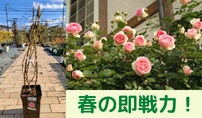 バラの長尺苗
