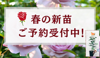 バラの植え替え