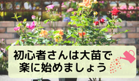バラ苗大苗販売中
