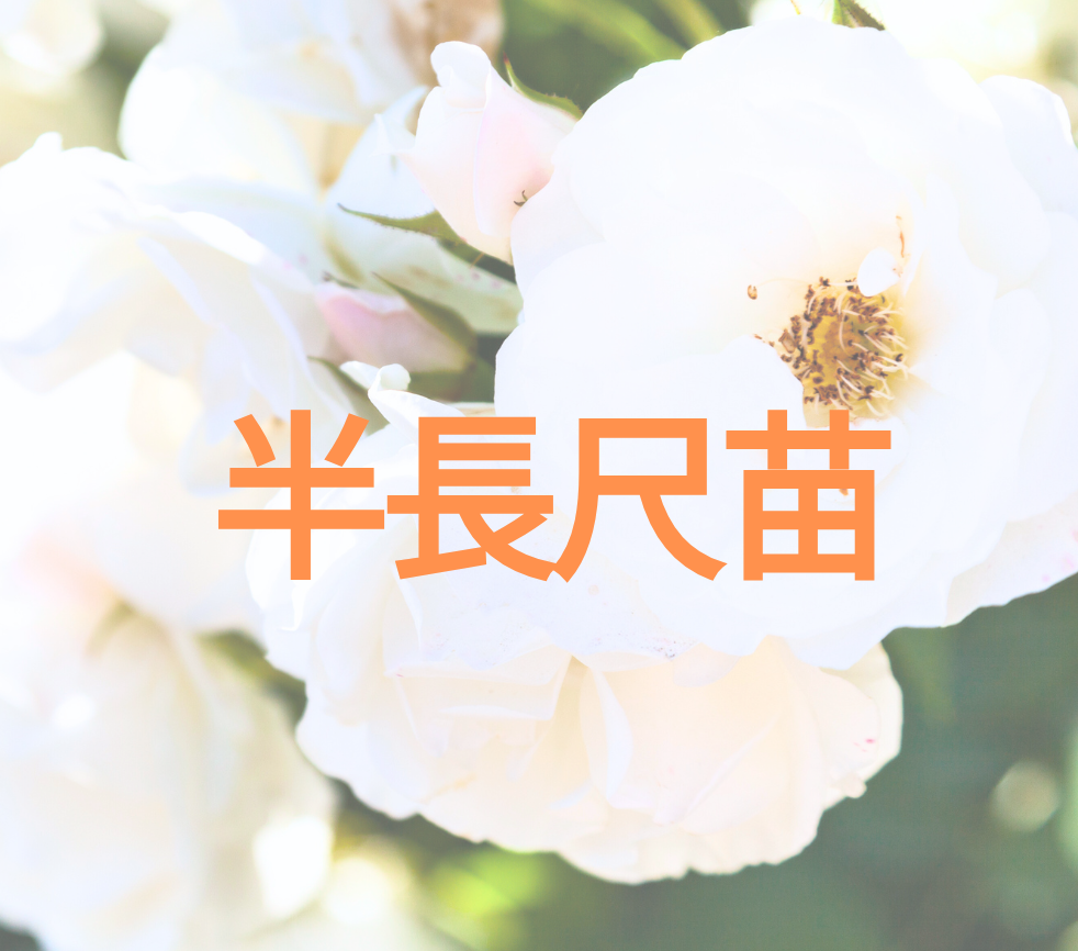 つるバラ半長尺