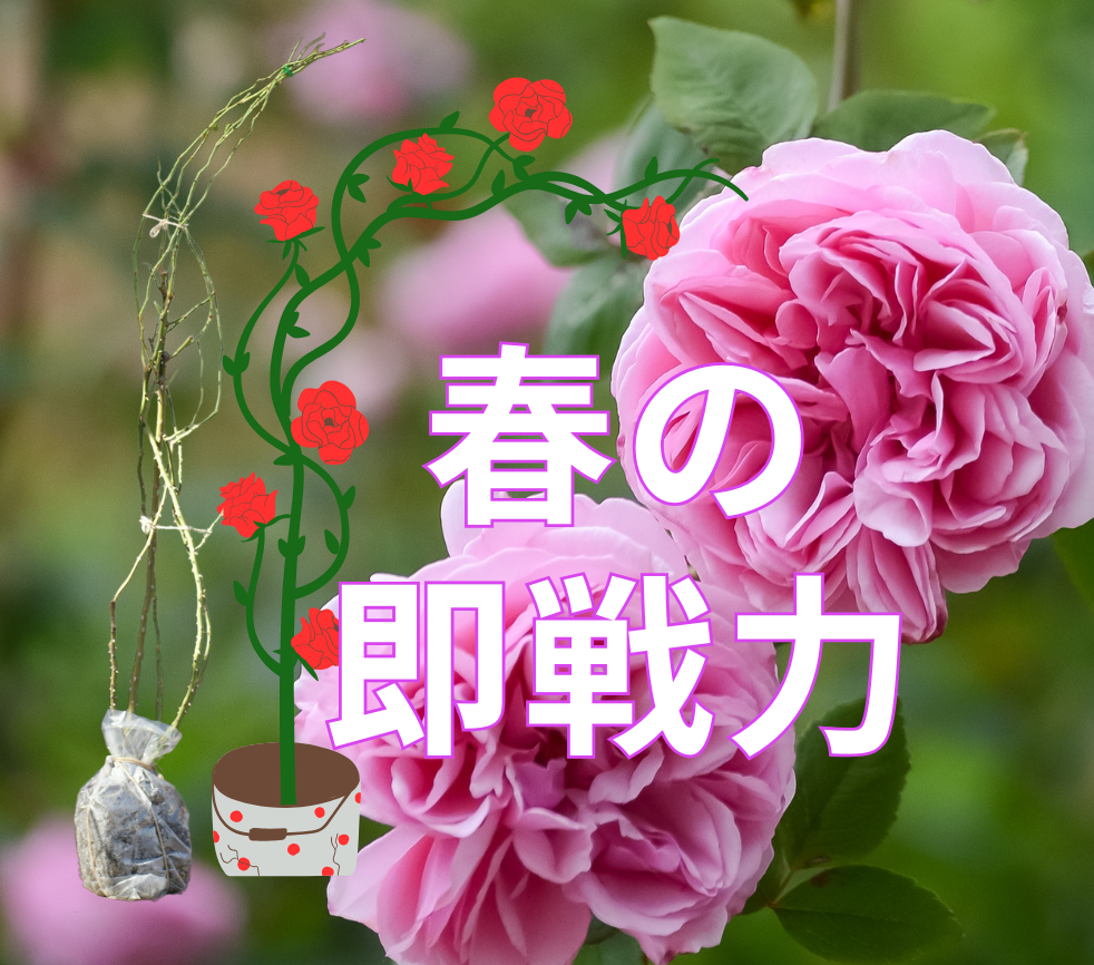 長尺苗