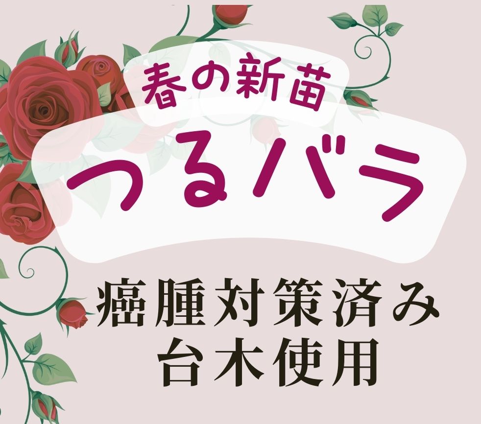 つるバラ