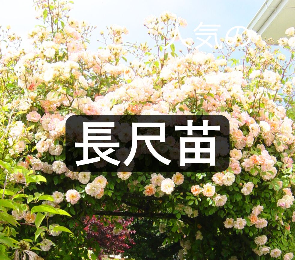バラの長尺苗