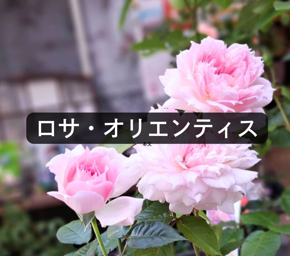 ロサオリエンティス