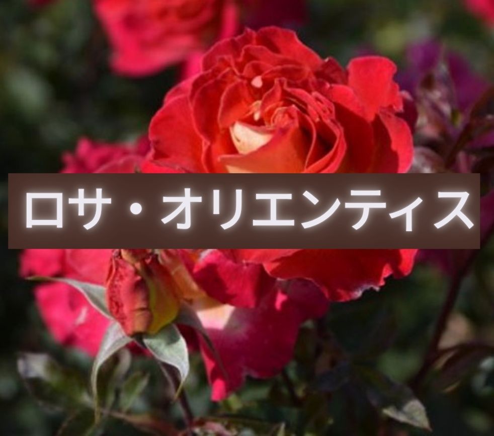 ロサオリエンティス