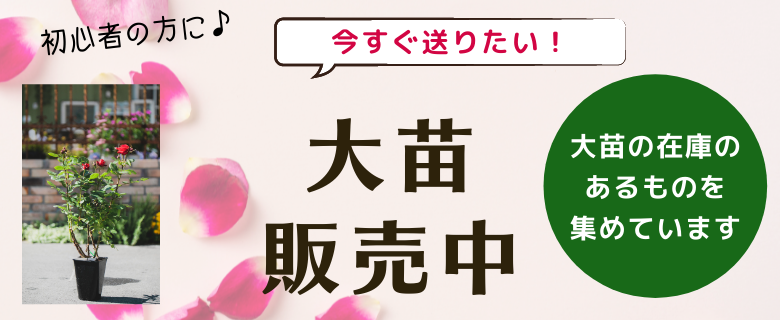相原バラ園 Topページ 愛媛県松山市のバラ苗生産と通販のお店 相原バラ園 Topページ 愛媛県松山市のバラ苗生産と通販のお店