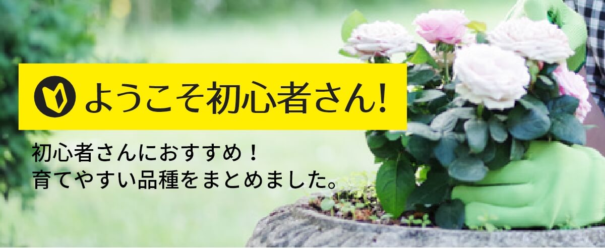 相原バラ園 バラの育て方