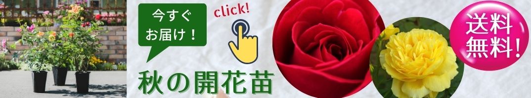 相原バラ園 Topページ 愛媛県松山市のバラ苗生産と通販のお店