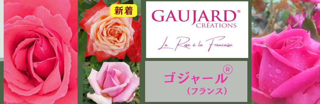 ゴジャールのバラ