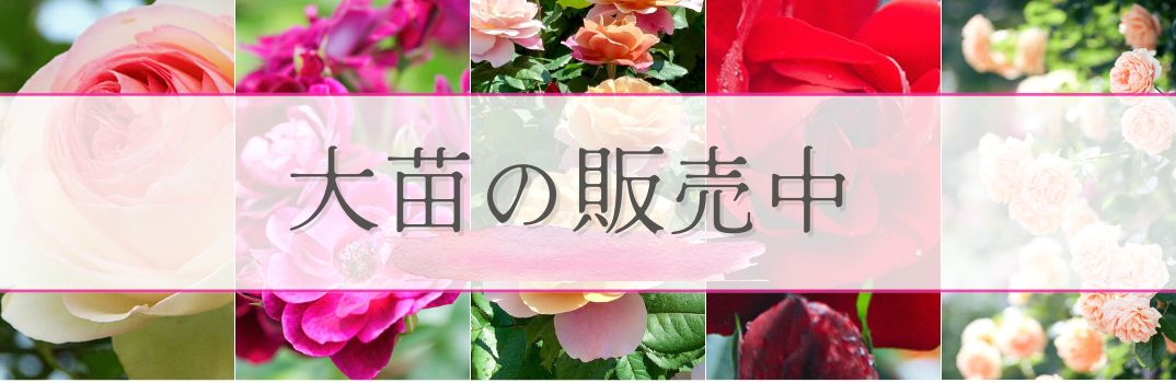 バラの大苗