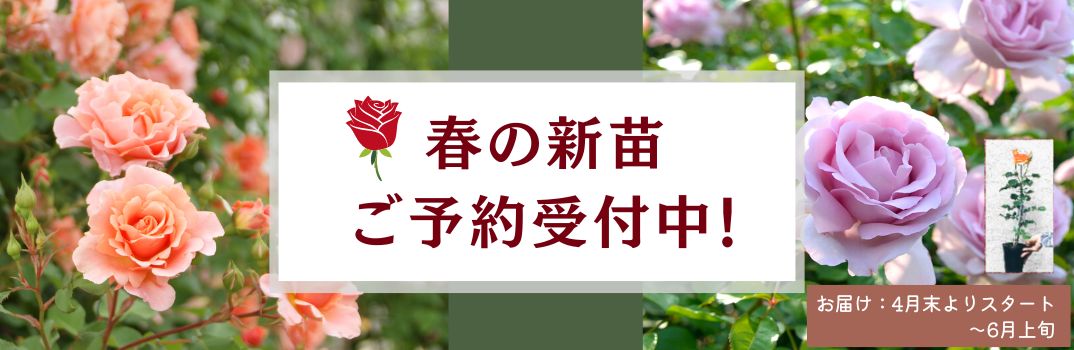バラの新苗春苗