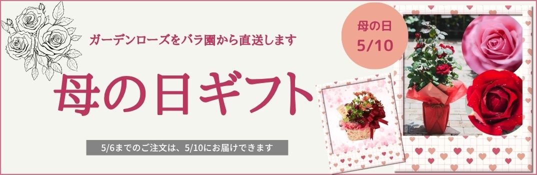 母の日ギフト