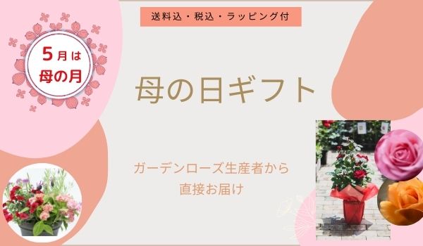 相原バラ園 Topページ 愛媛県松山市のバラ苗生産と通販のお店