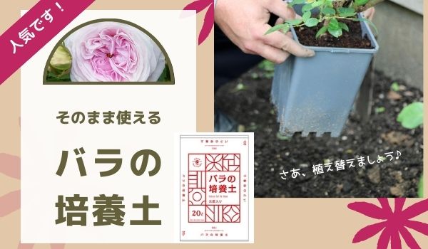 相原バラ園 Topページ 愛媛県松山市のバラ苗生産と通販のお店
