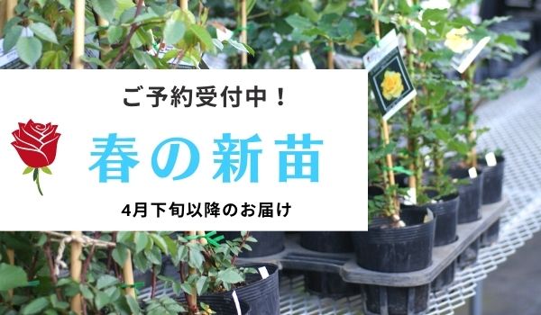 バラの苗 送料無料 22年5月中下旬予約 デルバールローズ ブリーズ新苗4号鉢植え Southwestne Com