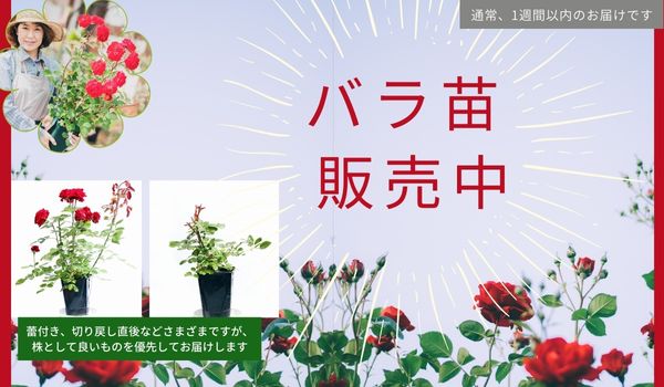 相原バラ園 Topページ 愛媛県松山市のバラ苗生産と通販のお店