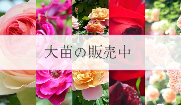 バラの大苗