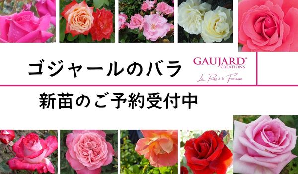ゴジャールのバラ