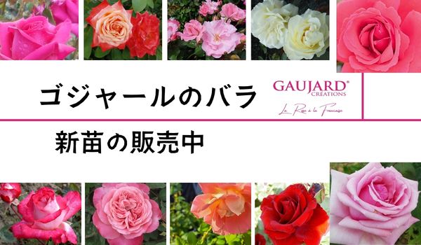 ゴジャールのバラ