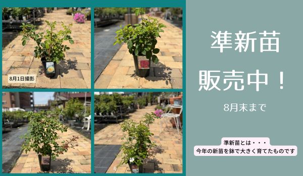 準新苗