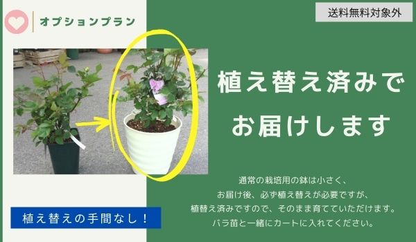 相原バラ園 Topページ 愛媛県松山市のバラ苗生産と通販のお店