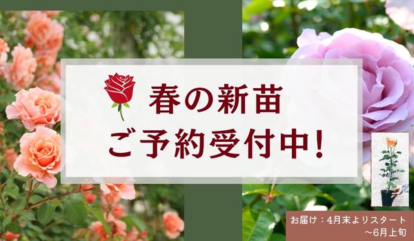 バラの新苗春苗し