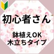 初心者さん 鉢植えOK 木立ちタイプ