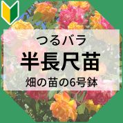 半長尺苗