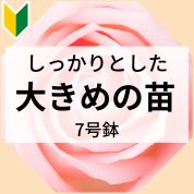 半長尺7号鉢