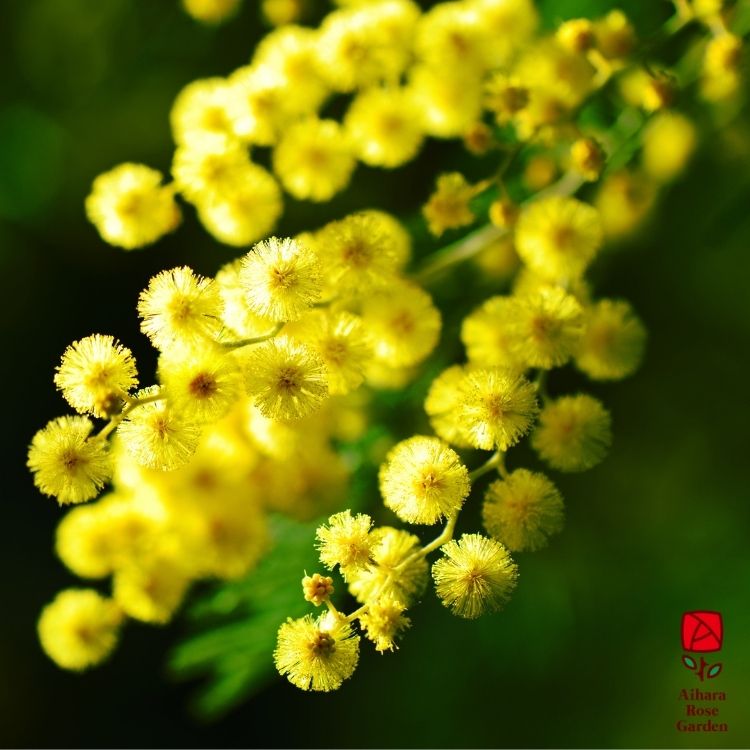 相原バラ園 アカシア プルプレア 3 5号鉢