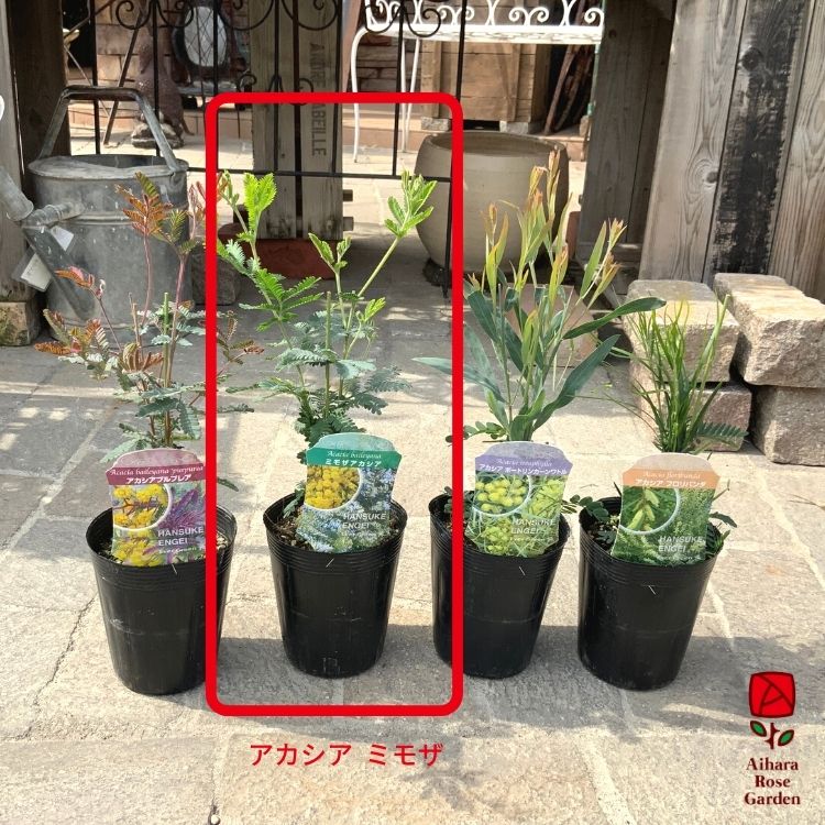 アカシアミモザ 3.5号鉢
