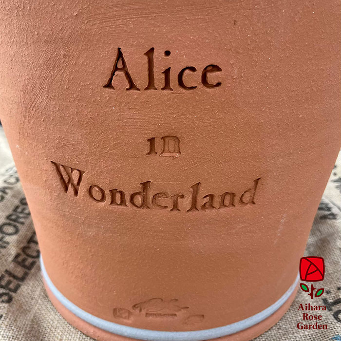 ウィッチフォード鉢Cheshive Cat 3