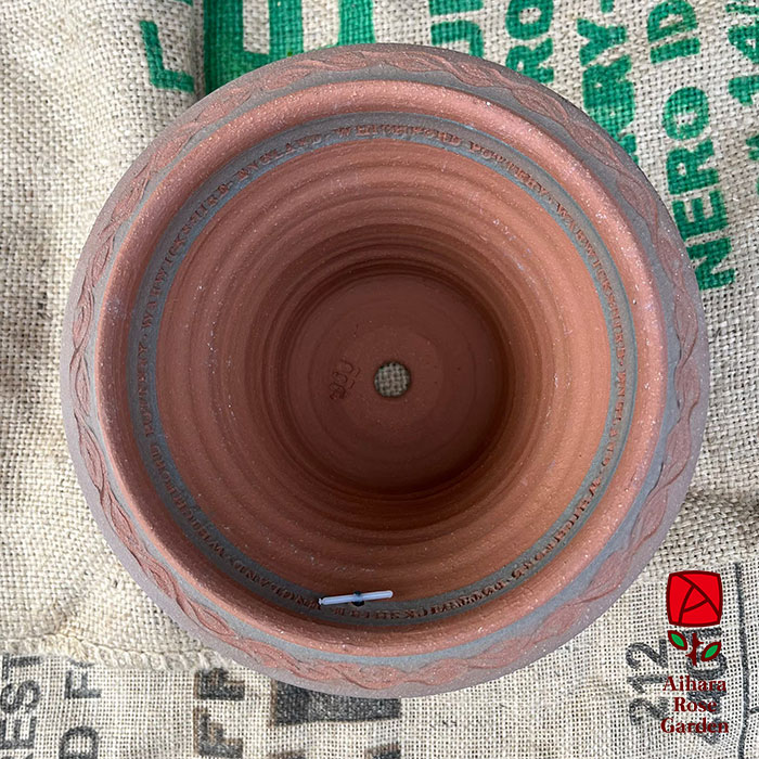 ウィッチフォード鉢S.Hellebore 2