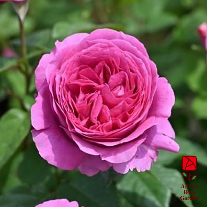 エメ・トワ（デルバール）≪春の新苗・4月末より出荷開始≫