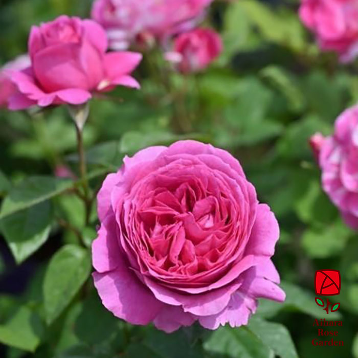 エメ・トワ（デルバール）≪春の新苗・4月末より出荷開始≫ 3