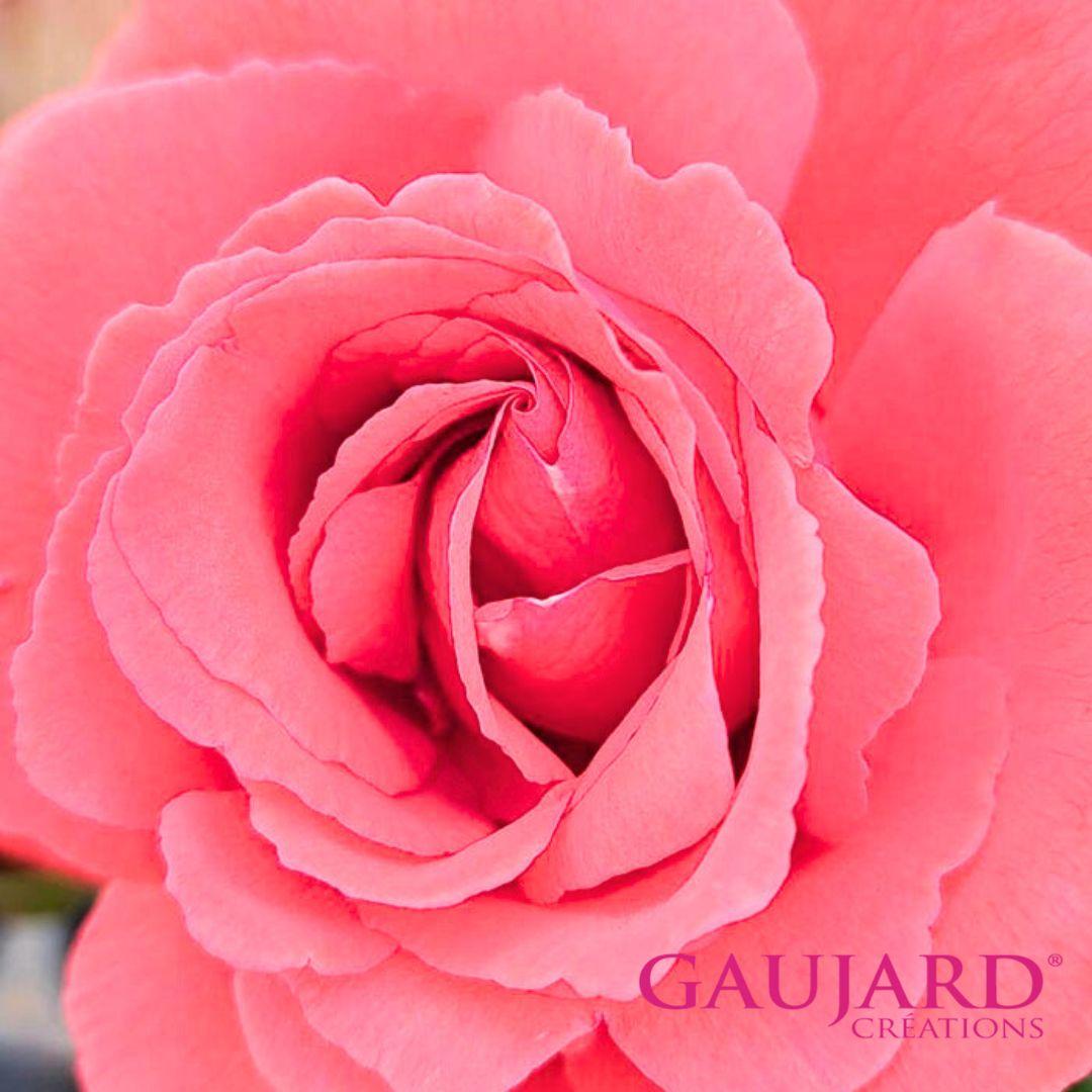 アイネイアース（ゴジャール）【冬苗】