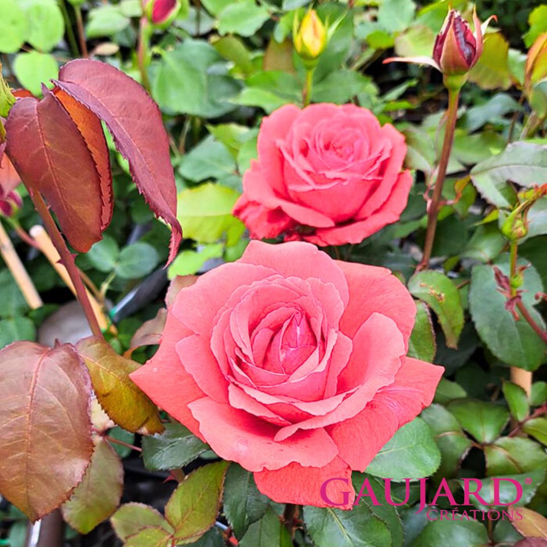 アイネイアース（ゴジャール）【冬苗】 3