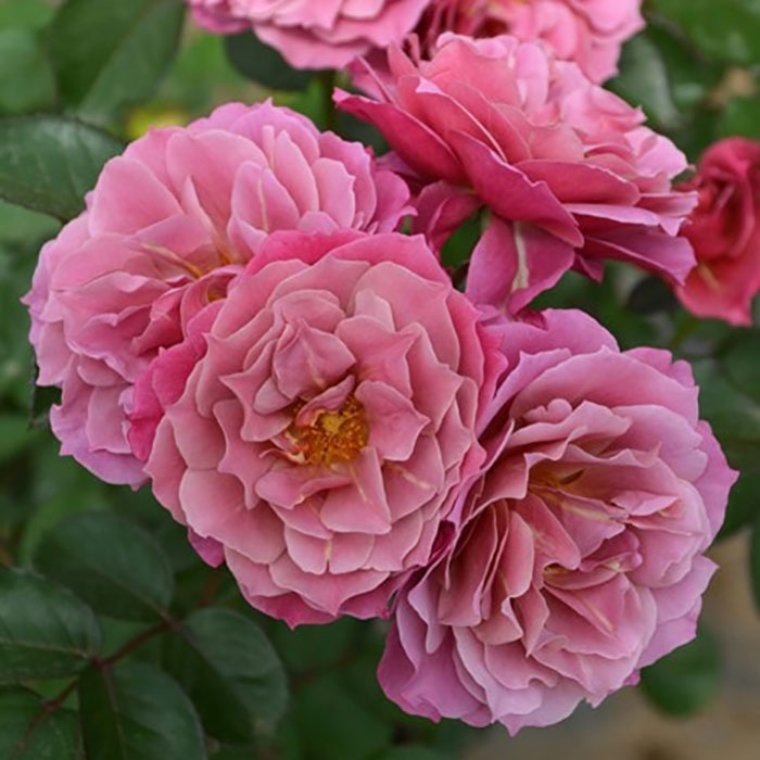 アオイノウエ（葵の上）（ロサ・オリエンティスP）【冬苗】