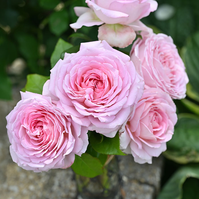 アローム・ディヴァン（デルバール）【冬苗】