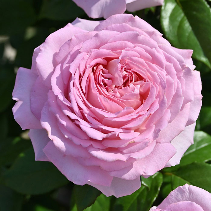 アローム・ディヴァン（デルバール）【冬苗】 3