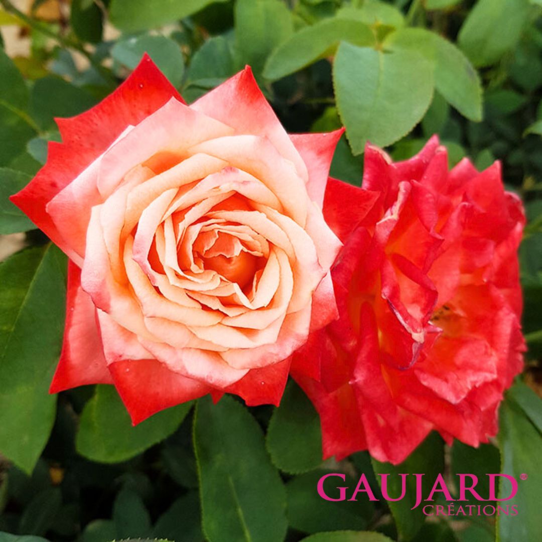 バル・デュ・ソワール（ゴジャール）≪春の新苗・4月末より出荷開始≫