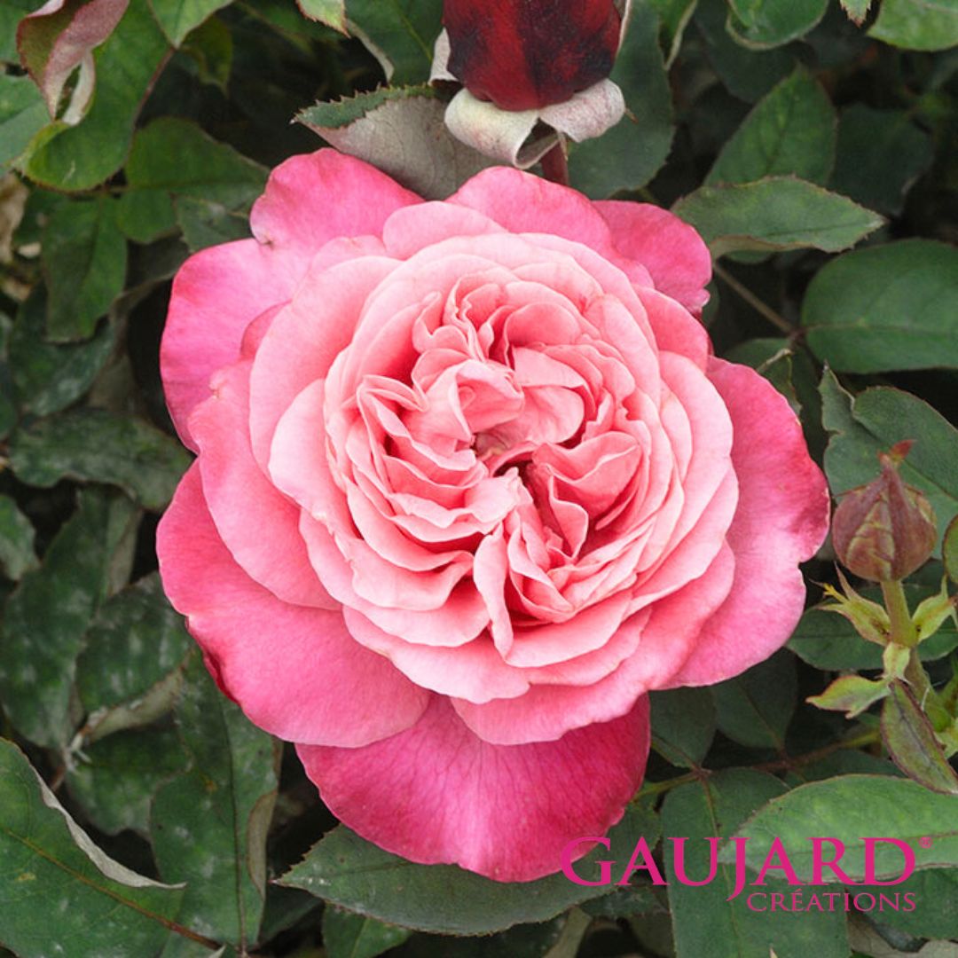 ベルナール・ビュフェ（ゴジャール）【冬苗】