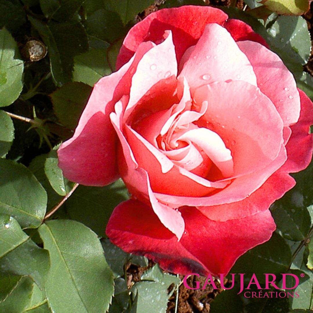 ベルナール・ビュフェ（ゴジャール）【冬苗】 3