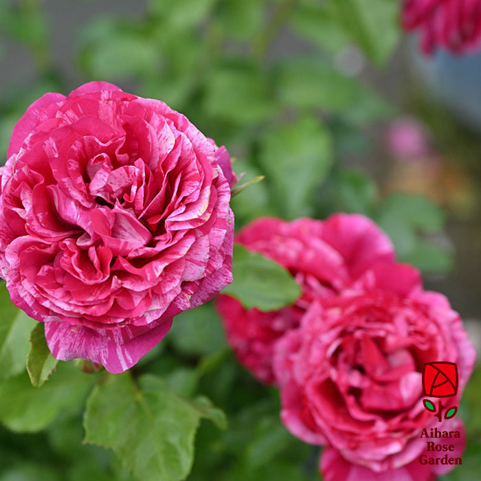 ベルト・モリゾ（デルバール）≪春の新苗・4月末より出荷開始≫ 2