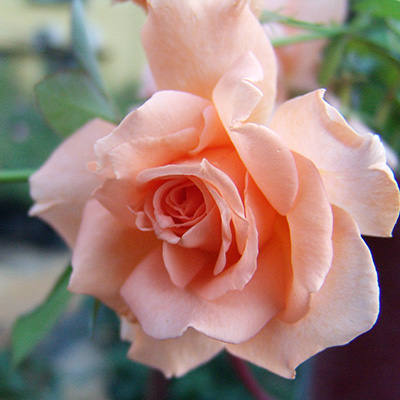 ブレス・オブ・ライフ（CL）【冬苗】