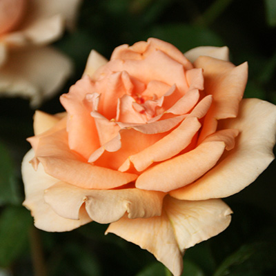 ブレス・オブ・ライフ（CL）【冬苗】 2