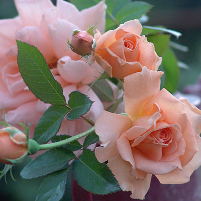 ブレス・オブ・ライフ（CL）【冬苗】 3