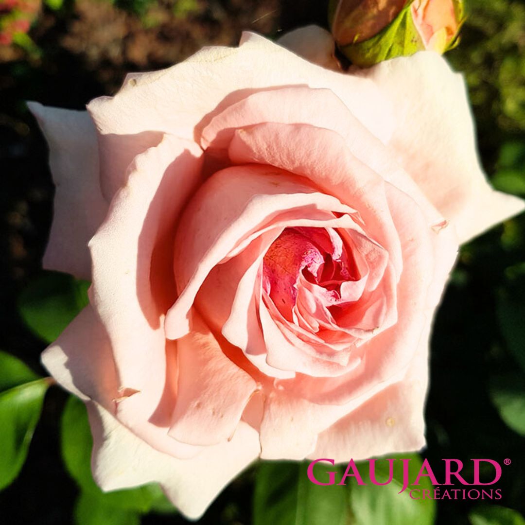 カルラ（ゴジャール）【冬苗】