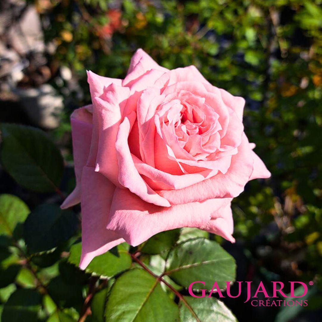 カルラ（ゴジャール）【冬苗】 2