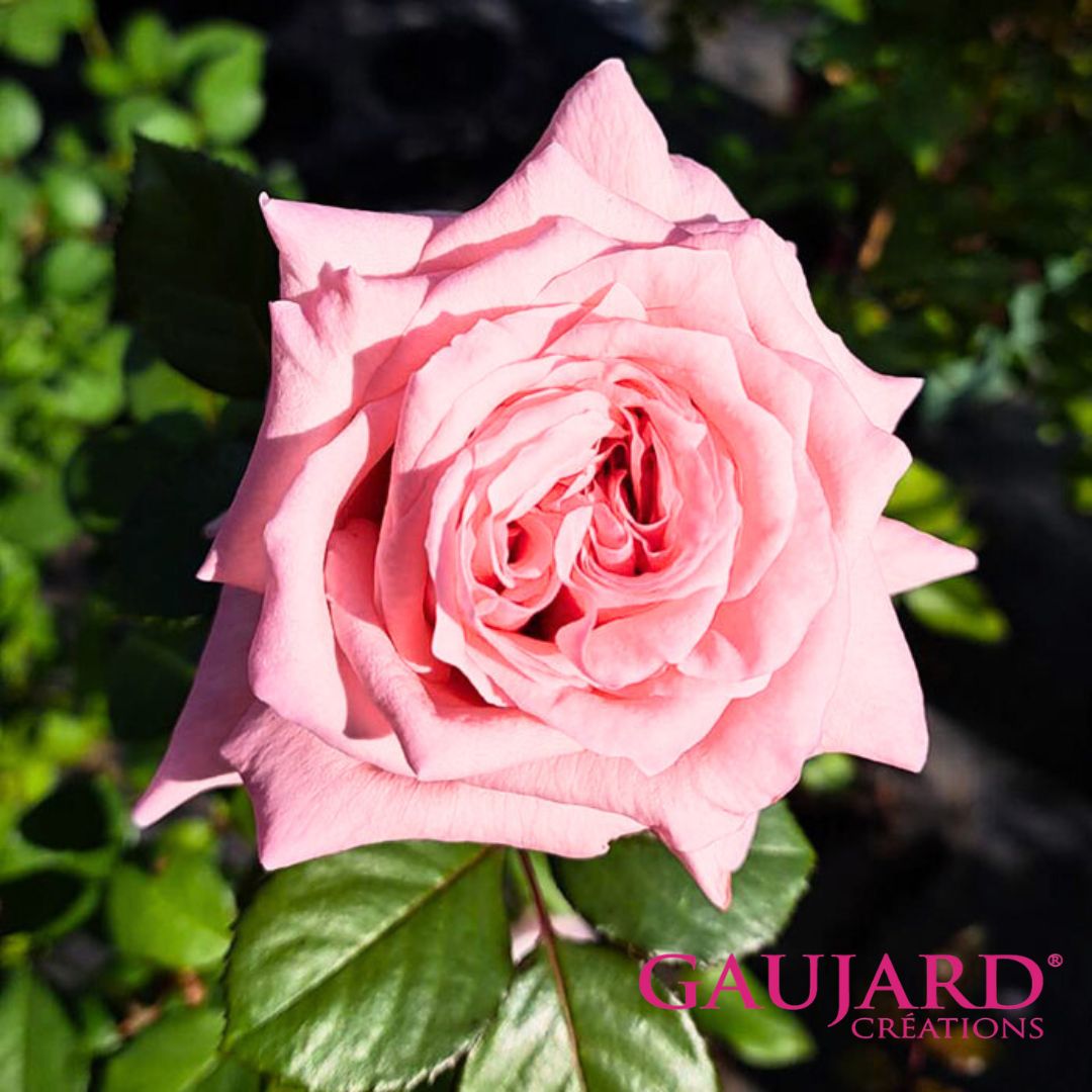 カルラ（ゴジャール）【冬苗】 3